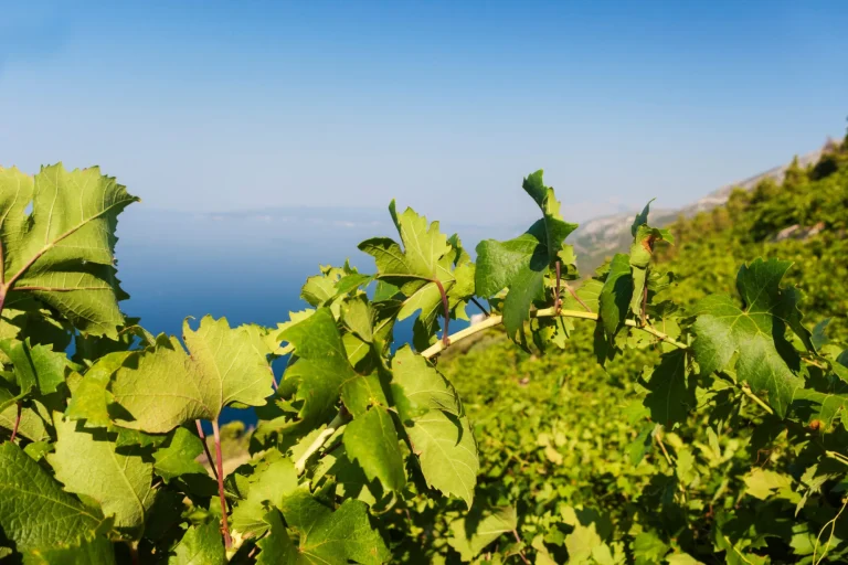 Vineyards on Peljesac, Adriatic Sea, Croatia